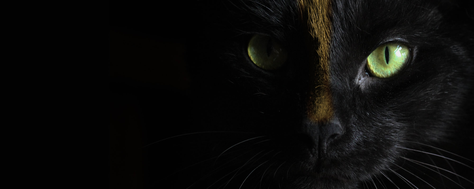 Senka — La réincarnation animale